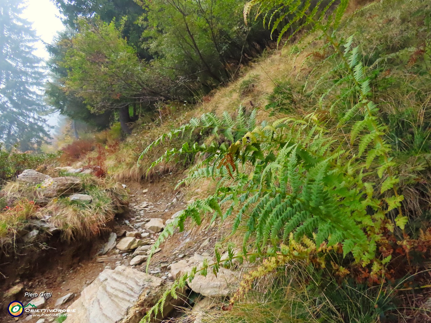 14 Le felci si colorano d'autunno.JPG